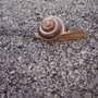 Snail