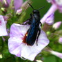 Digger wasp