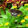 Spicebush  swallowtail