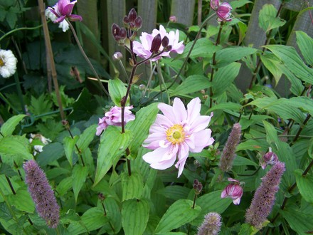 Anemone, Agastache, and Toad Lily