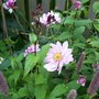 Anemone, Agastache, and Toad Lily