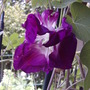 Morning Glory (Ipomoea purpurea 'Sunrise Serenade')