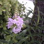Obedient Plant (Physostegia virginiana)