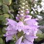 Obedient Plant (Physostegia virginiana)
