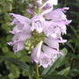 Obedient Plant (Physostegia virginiana)
