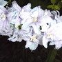 Delphinium (Delphinium PG 'Guinevere')