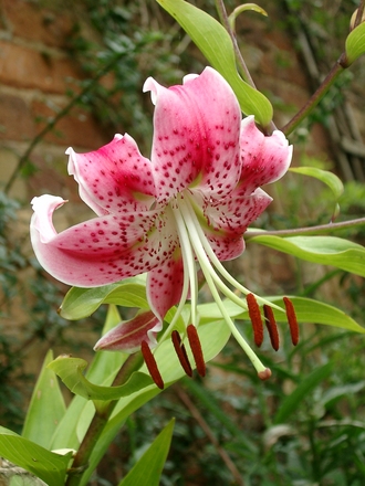 Tiger Lily (Lilium)