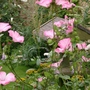 Lavatera