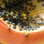 Paw paw (Carica papaya (Common Pawpaw))