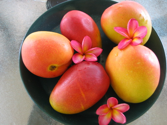 Mangoes (Mangifera indica (An Lo Kuo))