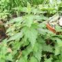 Nettles