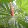 Trailing_chenille-3