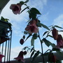 Abutilon-_flowering_maple