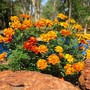 Marigolds