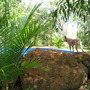 Our "dingo" Cully