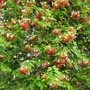 Quisqualis indica (Quisqualis indica)