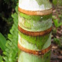 Ptychosperma macarthurii ( Macarthur palm ) (Ptychosperma macarthurii)