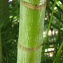 Ptychosperma macarthurii ( Macarthur palm ) (Ptychosperma macarthurii)