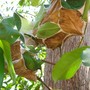 Green ants nest