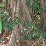 Ficus virens (Ficus virens)