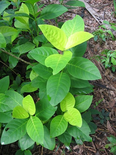 Dracaena fragrans (Dracaena fragrans)