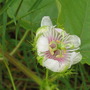 Wild passiflora