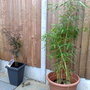 bamboo