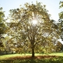 Aesculus