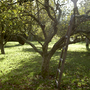 Orchard 7 October 2007