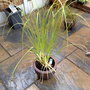 cortaderia selloana (Cortaderia selloana (read more here))