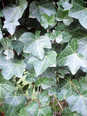 Hedera helix (Hedera helix (English ivy))