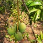 Mangifera indica (Mangifera indica (An Lo Kuo))