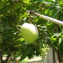 Mangifera indica (Mangifera indica (An Lo Kuo))
