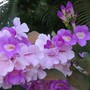 Cydista aequinocatialis ( garlic vine ) (Cydista aequinocatialis)