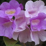 Cydista aequinocatialis ( garlic vine ) (Cydista aequinocatialis)