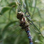 Cornwall_august_25__08_198