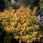 My favourite shrub species.  Spirea - cannot remember which one. 