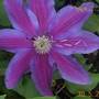 A beautiful Clematis.