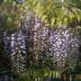 Close up of Wisteria 