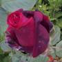 Deep red HP Rose heavenly scented.