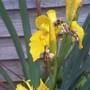 Iris with Bee