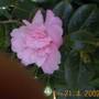 One of our beautiful Camelias growing in the woodland corner