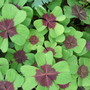 Oxalis 'Iron Cross' leaves (Oxalis 'Iron Cross')