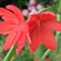 Schizostylis__major_