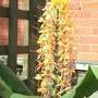 Hedychium__tara_