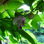 First bloom to open on new vigna vine this year