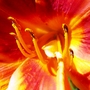 Closest View of a Fiery Daylily