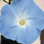 Plant Portraits in my Garden:- Ipomoea hederacea Morning Glory (Light Blue form)
