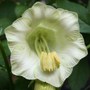 Plant Portraits Flowers in My Garden : Cobaea scandens (Cup & Saucer Vine)