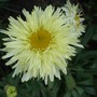 A little bit of brightness after all the rains